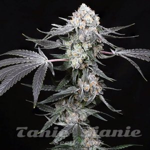 High Society - COMPOUND GENETICS