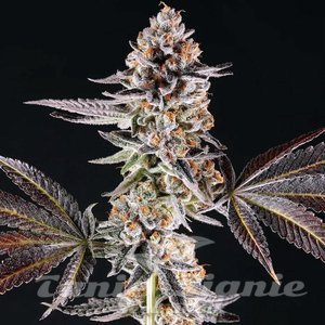 La Bomba - COMPOUND GENETICS