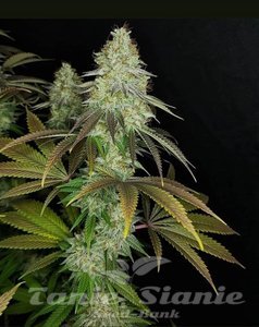 818 Headband Aka Sour OG - THE CALI CONNECTION