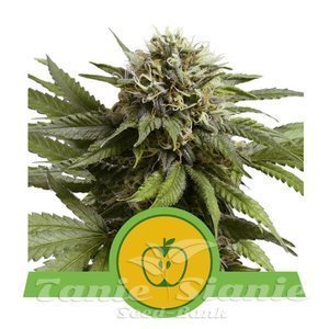 Apple Fritter Auto - ROYAL QUEEN SEEDS