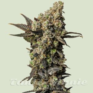 Astro Lemonade F1 Hybryda - ROYAL QUEEN SEEDS