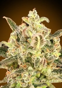 Auto BioDiesel Mass XXL - ADVANCED SEEDS
