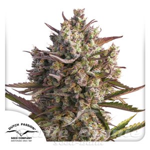Auto Blueberry - DUTCH PASSION