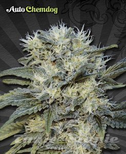 Auto Chemdog - AUTO SEEDS