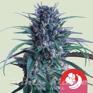 Banana Brawler - ROYAL QUEEN SEEDS X TYSON 2.0