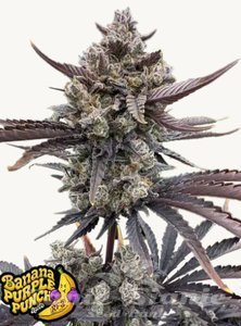 Banana Purple Punch Auto RF3 - FASTBUDS