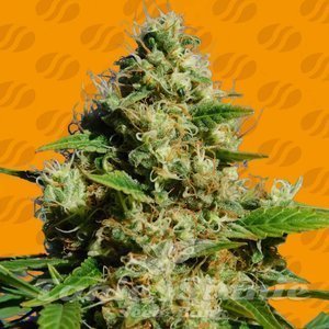 Banana Sherbet - ORIGINAL SENSIBLE SEEDS
