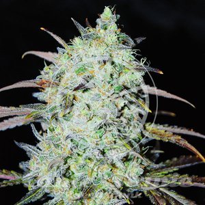 Bay Haze - DELICIOUS SEEDS