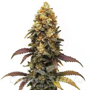BC Diesel - BLIMBURN SEEDS