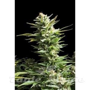 AMNESIA - Biological Seeds