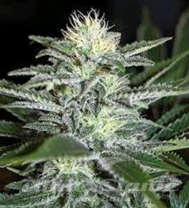 WHITE WIDOW - Biological Seeds