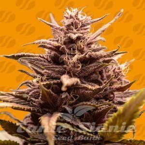 Blackwater - ORIGINAL SENSIBLE SEEDS