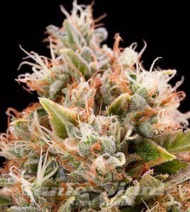 Blue Dream Auto
