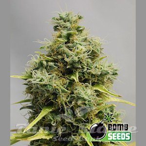 Big Bomb - BOMB SEEDS