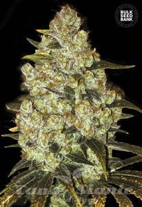 Psychedelic - BULK SEED BANK