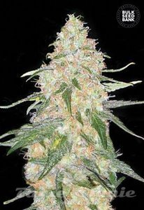 Special Skunk - BULK SEED BANK