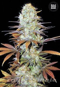 Sunmango - BULK SEED BANK