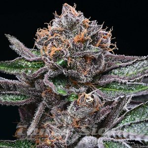 Candy Candy - COOKIES SEEDS