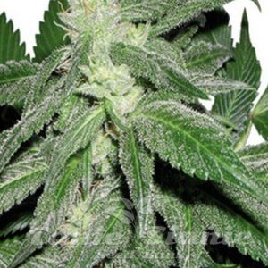 Taskenti - CANNABIOGEN