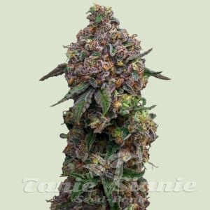 Cosmic Cheddar F1 Hybryda - ROYAL QUEEN SEEDS