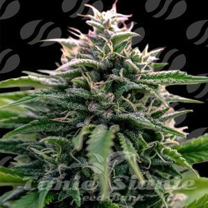 Creamzilla Auto - ORIGINAL SENSIBLE SEEDS