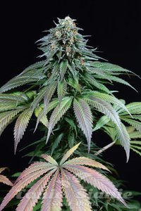 Purple Moby Dick - DINAFEM