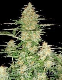 60 Day Wonder - DNA GENETICS