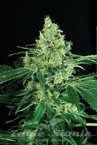 Sir Jack - EXOTIC SEED