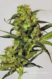 Spicy Bitch - EXOTIC SEED