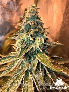 Chem OG - FEMALE SEEDS