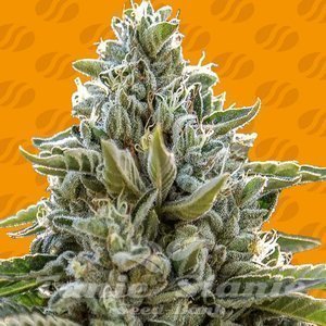 Frosted Guava - ORIGINAL SENSIBLE SEEDS