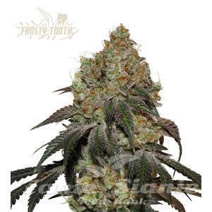 Frosty Tooth - SEED STOCKERS