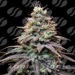 FumePop Auto - ORIGINAL SENSIBLE SEEDS