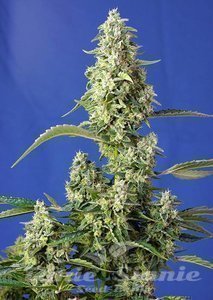 Gorilla Girl XL Auto - SWEET SEEDS
