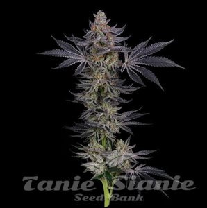 Gorilla Runtz - SEEDSMAN