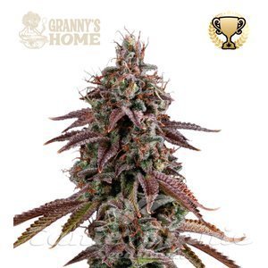 Granny's Home - SEED STOCKERS