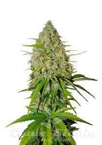 Grapefruit Matic Auto - FASTBUDS