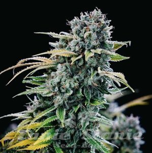 Green Crack - SEEDSMAN