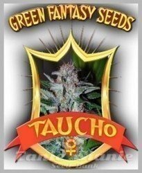 Taucho - GREEN FANTASY SEEDS