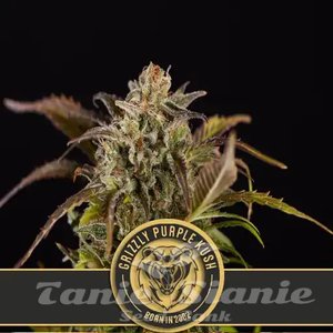 Grizzly Purple Kush - BLIMBURN SEEDS