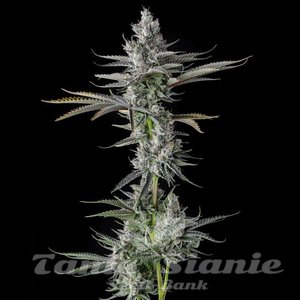 GuwopGreen - COMPOUND GENETICS