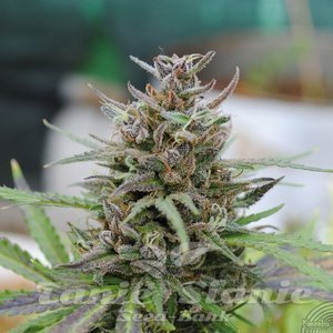 Baby Boom Auto - KANNABIA SEED