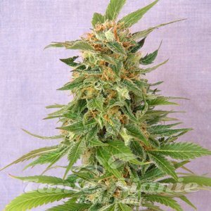 Ginger Punch Auto - KANNABIA SEED