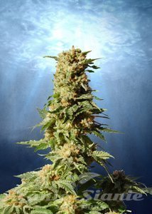 La Blanca - KANNABIA SEED