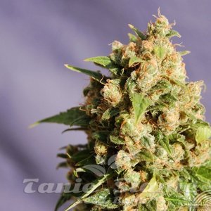Queso - KANNABIA SEED