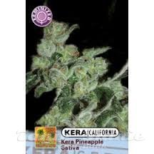 PINEAPPLE SATIVA - KERA SEEDS