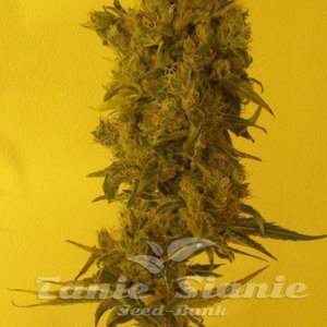 Ketama Diesel - KETAMA SEEDS