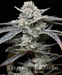 Lemon Cherry Gelato - BARNEY'S FARM