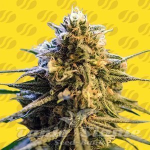 Lemon Oasis Auto - ORIGINAL SENSIBLE SEEDS