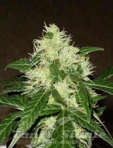 Lemon Skunk Auto